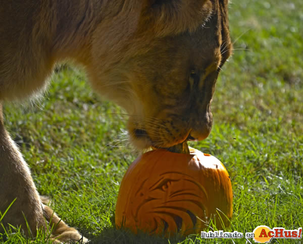 /public/fotos2/Halloween- leona-calabaza-31102013.jpg